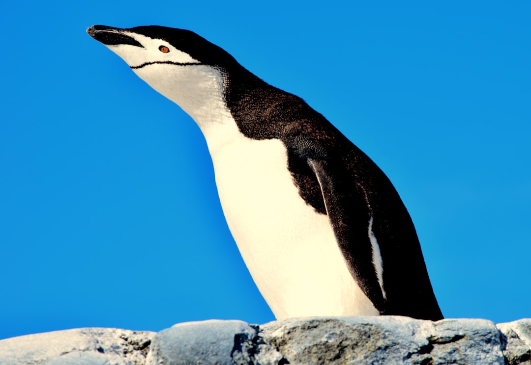 Photo Antarctic penguins